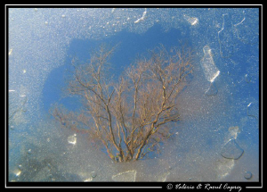A window through the ice.
Thanks Michel and Bernard for ... by Raoul Caprez 